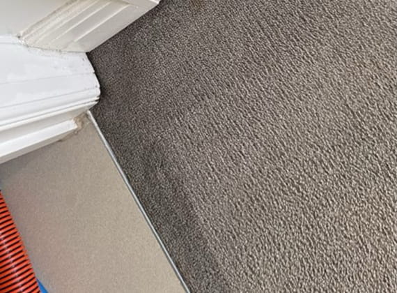Close-up of carpet cleaning in Brunswick, Melbourne