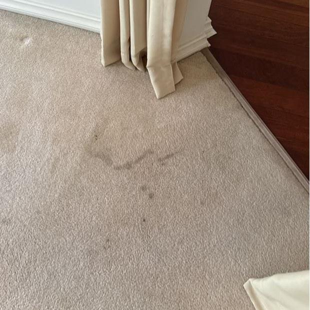 Marks on carpet by the curtains before steam cleaning, Burwood