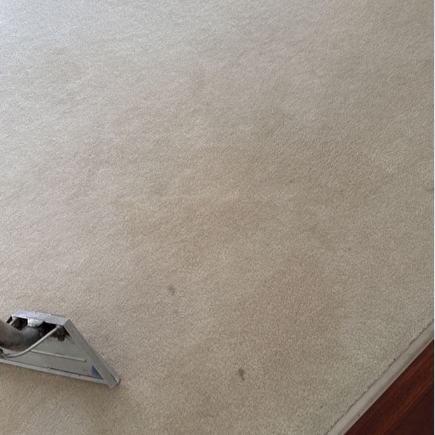 Steam cleaning wand on cream carpet at the timber floor edge, Burwood