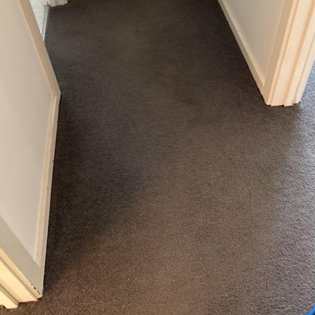 Hallway carpet after hot water extraction (Nunawading)