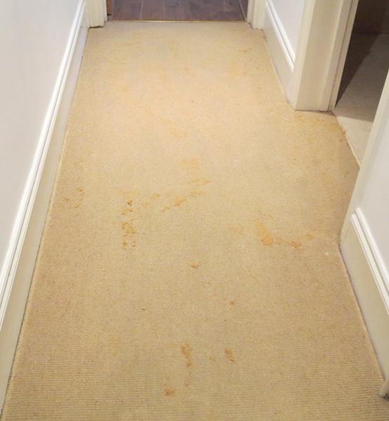 Carpet dry cleaning before