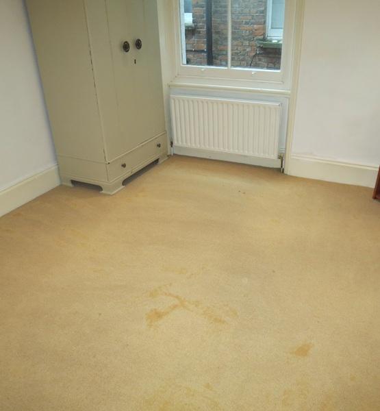 Carpet dry cleaning near you before