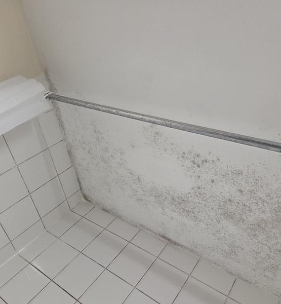 Grey mould spread across a bathroom ceiling above white shower tiles, before professional mould removal