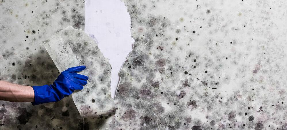 Removing mould